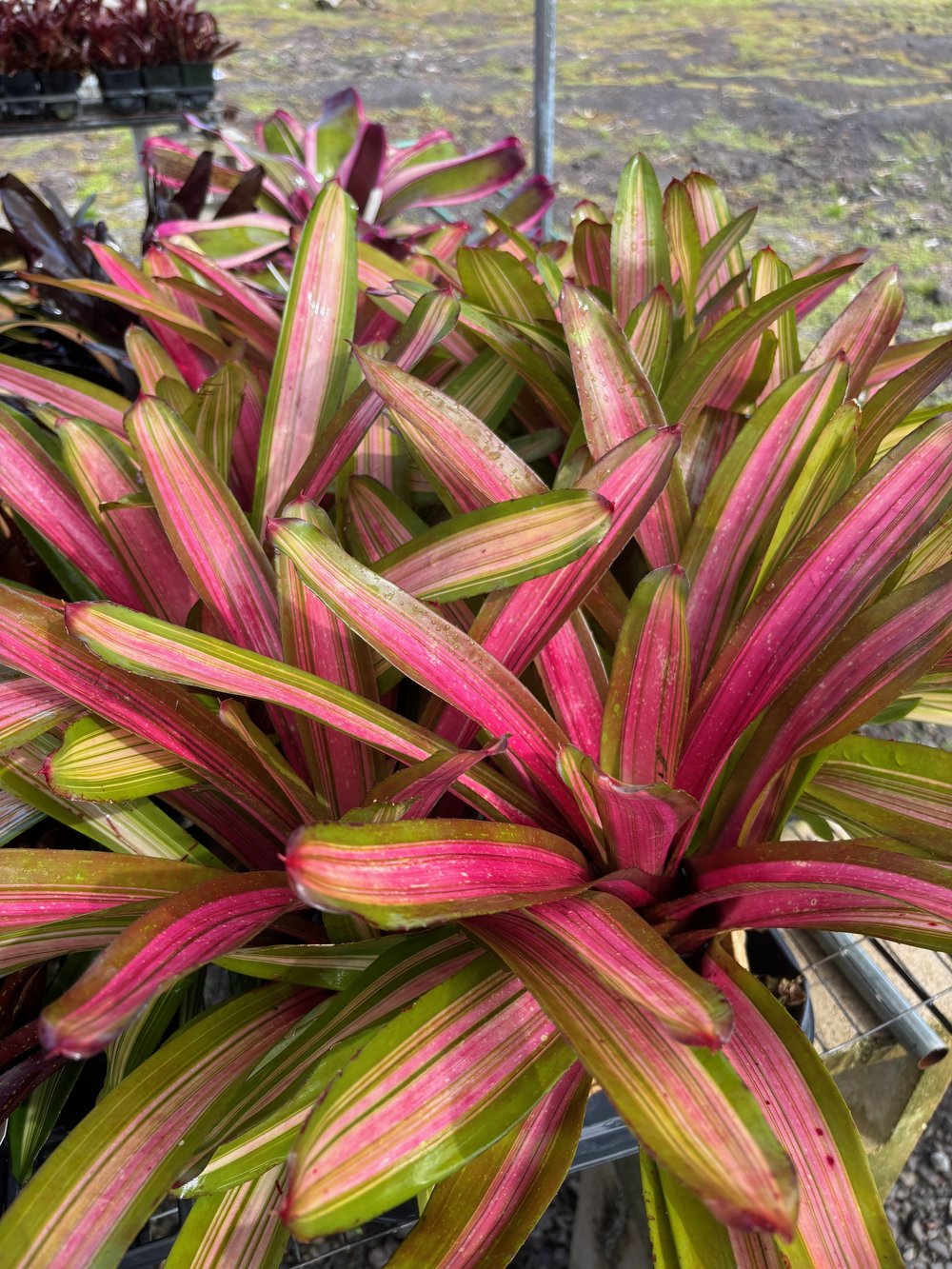 Neoregelia+sp.+medio-variegata